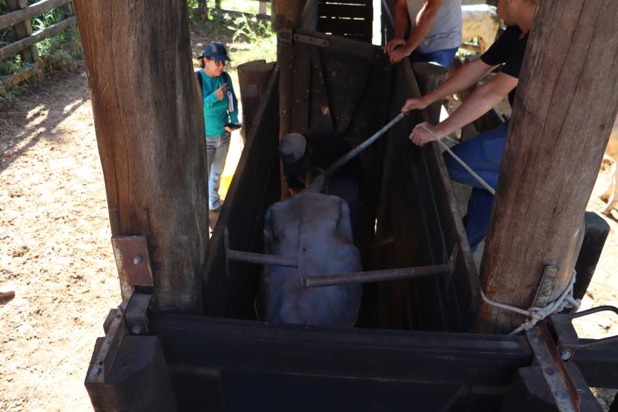 MAIS ANIMAIS FORAM INSEMINADOS EM PROGRAMA DE MELHORAMENTO GENÉTICO DE REBANHO