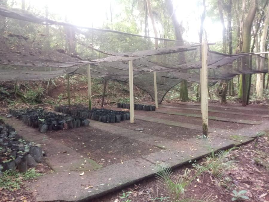 Mutirão para manutenção do Viveiro Municipal