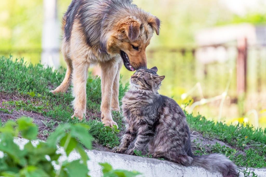 Cobema atende mais de 4 mil animais em 2025