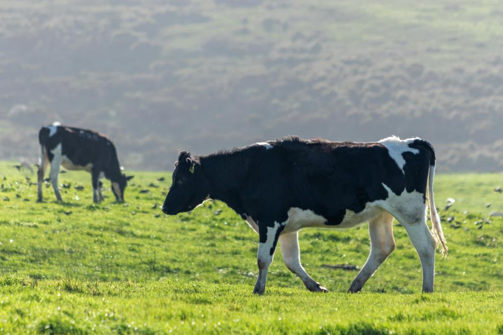 Agro: Vacinação obrigatória do rebanho e cadastro no Rotas Rurais estão em andamento
