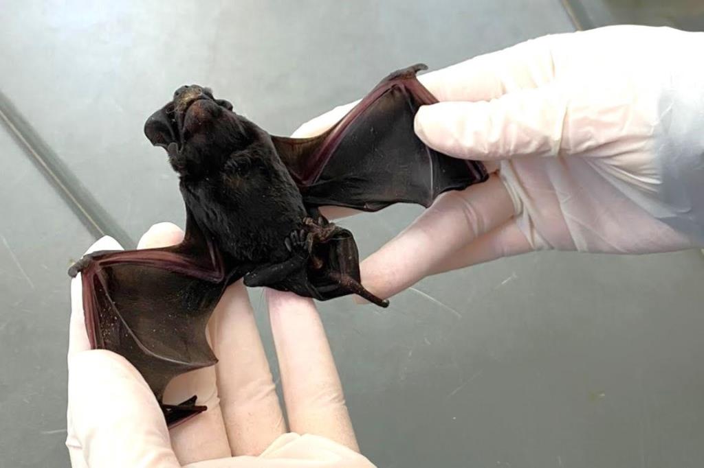 CCZE encontra morcegos com vírus da raiva no Moenda