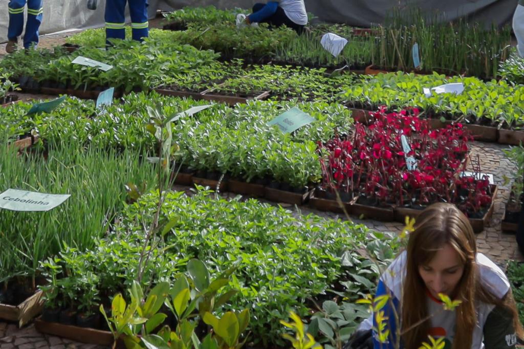 12 mil mudas serão distribuídas na 21ª Festa do Caqui & Cia