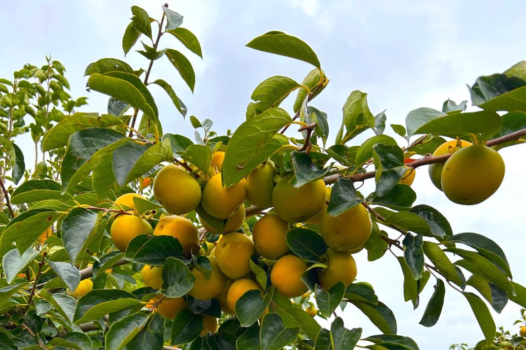 Itatiba prevê aumento de 20% da safra e aquece expectativas para a 21ª Festa do Caqui em abril