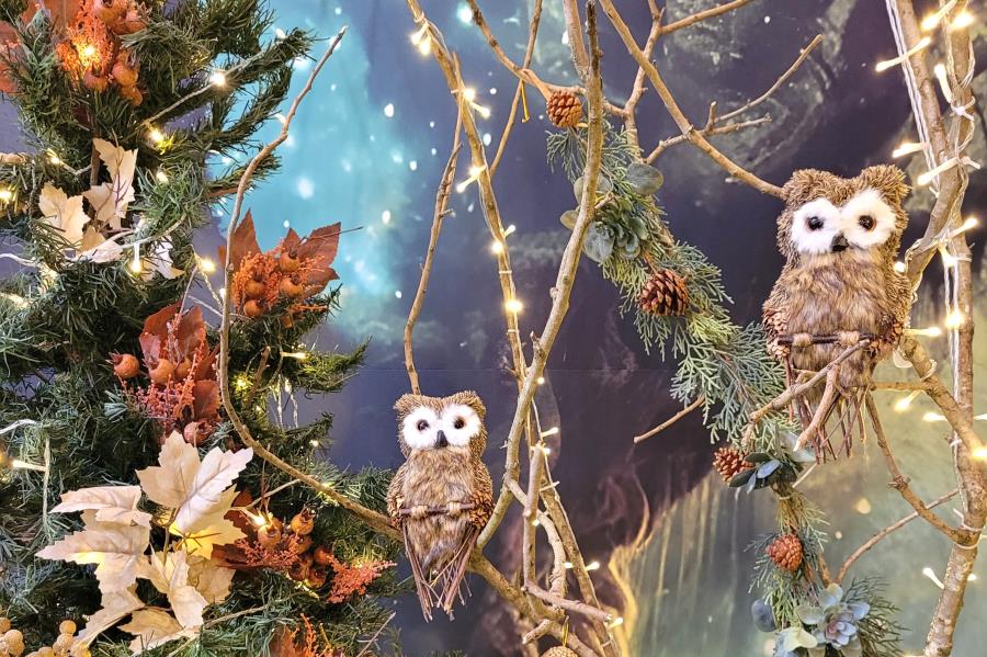 Bosque Encantado do Papai Noel de Itatiba está pronto para surpreender visitantes a partir desta sexta (06/12)