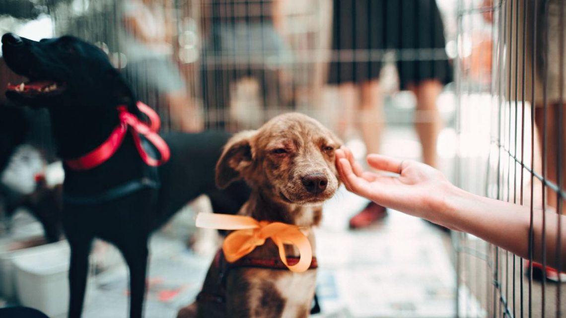 Dia dos Animais incentivará a adoção de cães e gatos do Centro de Zoonose