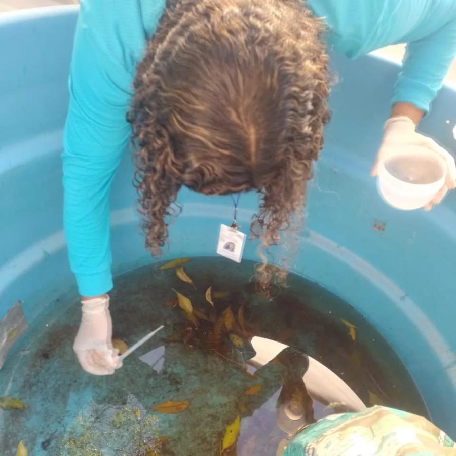 Combate à dengue em Santiago: Saúde intensifica ações e pede colaboração da população