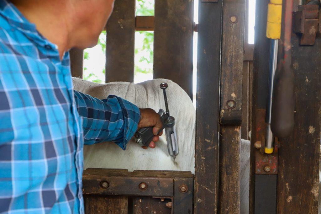 Produtores devem vacinar fêmeas bovinas e bubalinas contra brucelose