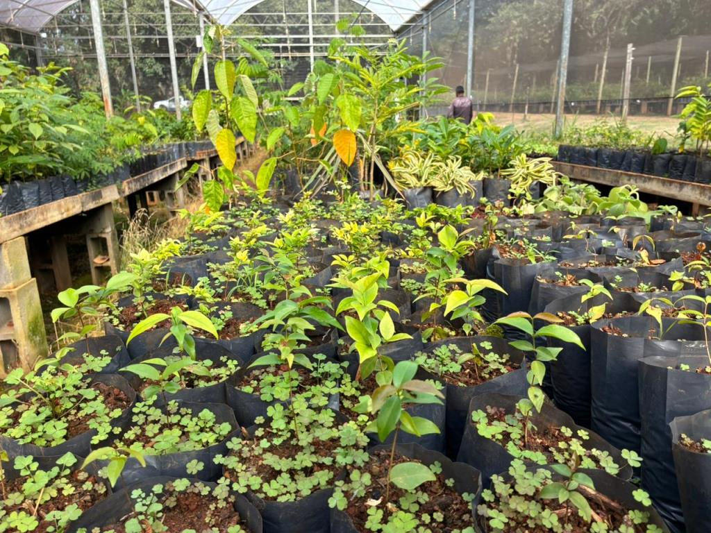 Doação de mudas do Viveiro Municipal ganha novo endereço em Limeira