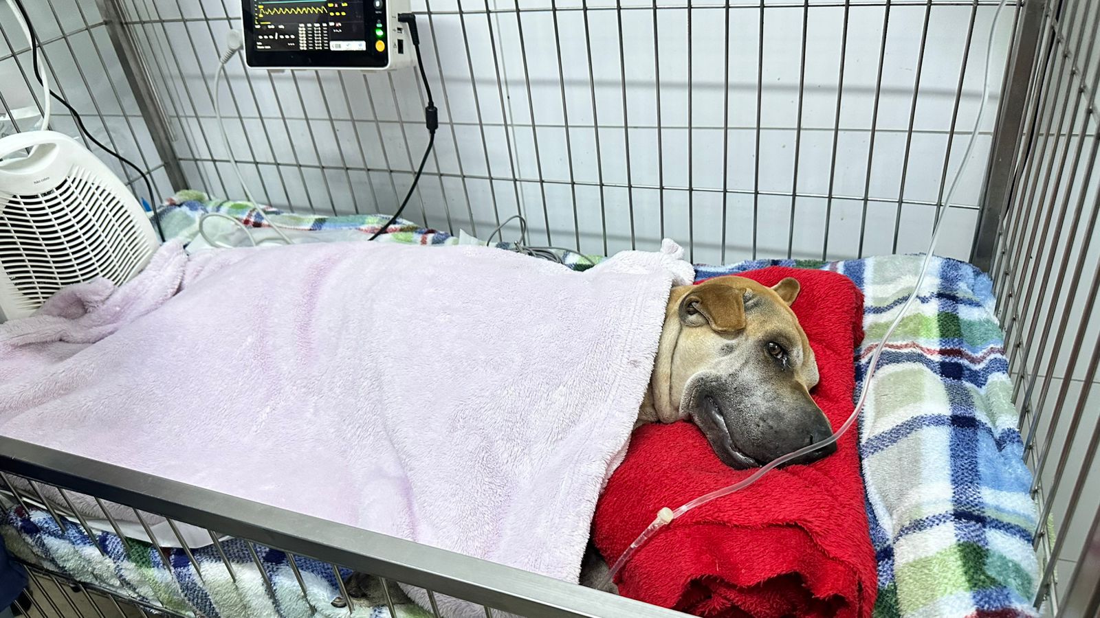 Prefeito determina atuação da GCM diante de casos de envenenamento de cães em Limeira