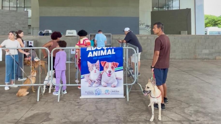 Evento de adoção no Parque Cidade busca novos lares para cães e gatos neste sábado (7)