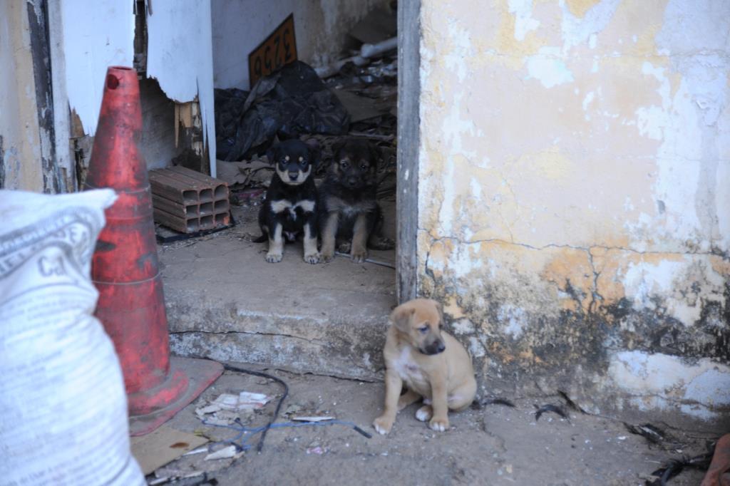 Prefeitura resgata animais durante reintegração da antiga garagem municipal