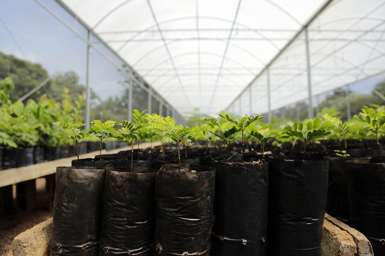 Semana da Água em Limeira tem trilhas ecológicas e doação de mudas