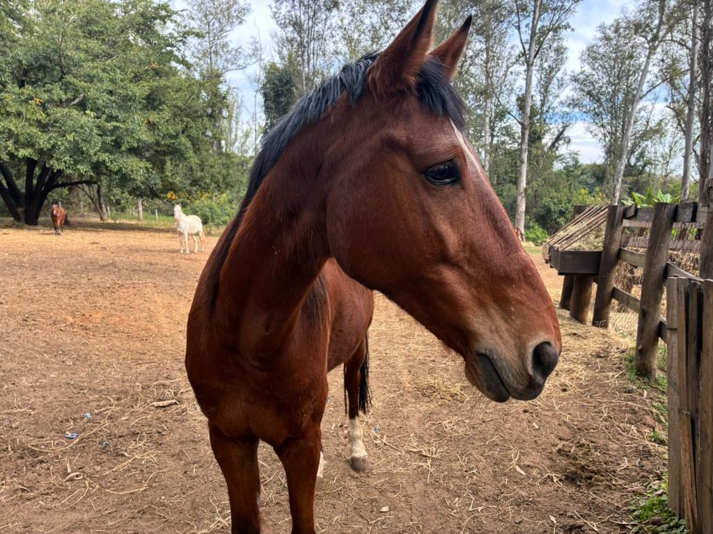 Animais de grande porte acolhidos no Horto passam por mutirão de exames