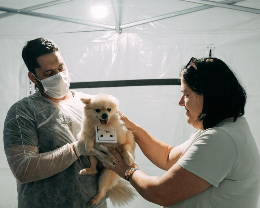 Programa Castra + Limeira atende 330 animais