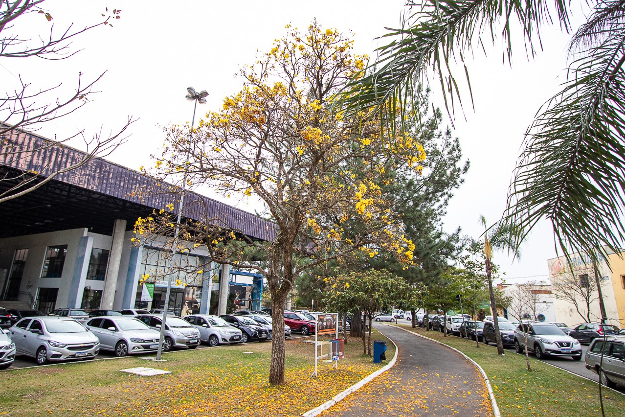 Desfile de 7 de Setembro em Limeira altera trânsito no Parque Cidade a partir de sexta (5)