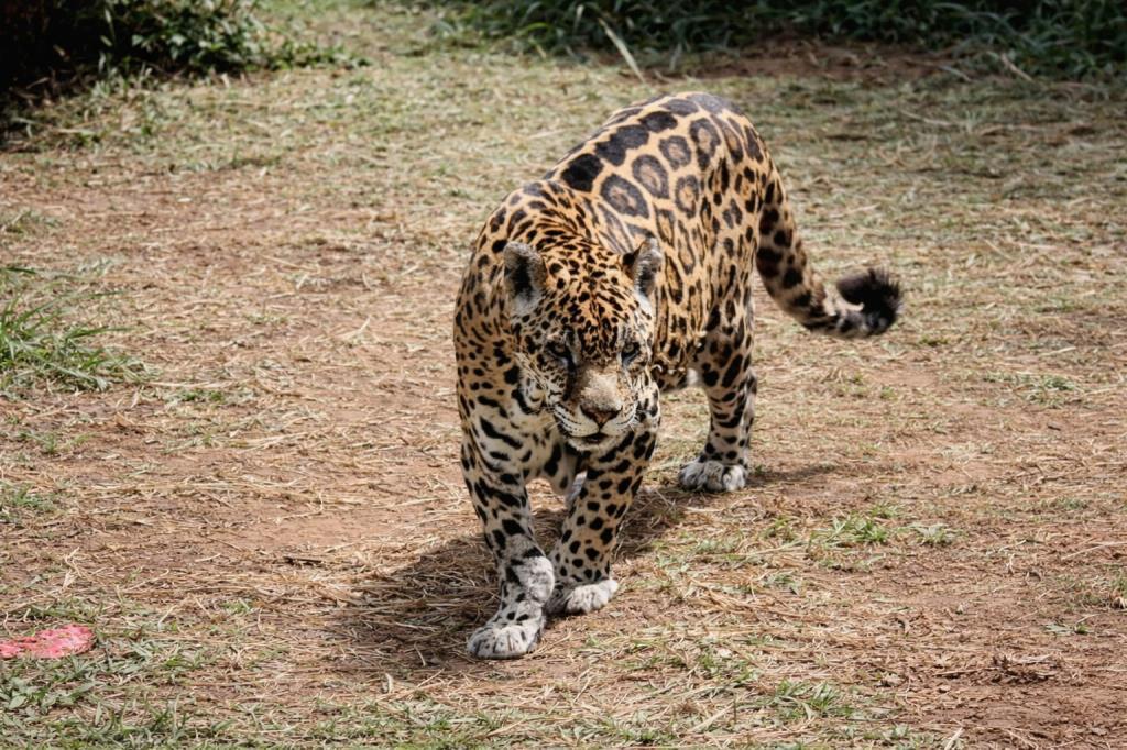 Onça-pintada Luna é cremada e receberá homenagens em Limeira