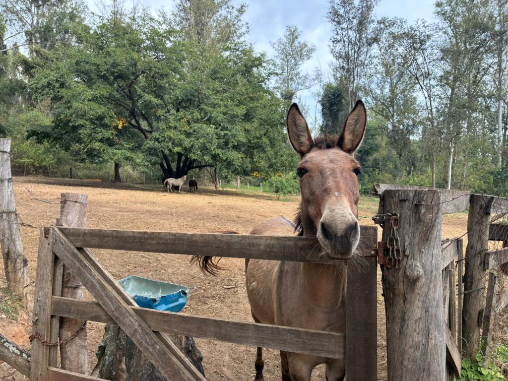 Prefeitura tem 16 animais de grande porte disponíveis para adoção no Horto
