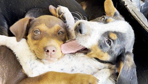 Secretaria de Proteção Animal mantém adoção permanente de cães e gatos em Limeira
