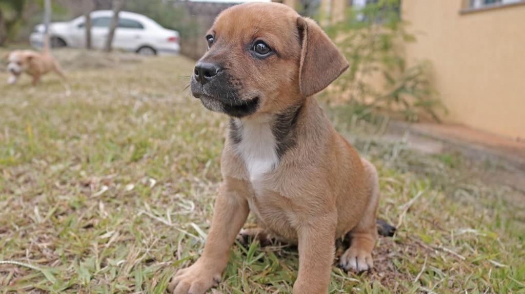 Animais para adoção entram em campo com jogadores do Inter de Limeira neste domingo (12)