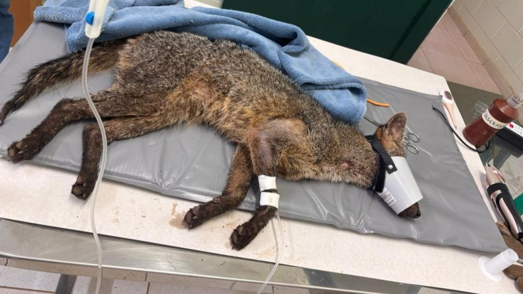 Prefeitura resgata cachorro-do-mato atropelado às margens da Rodovia Anhanguera