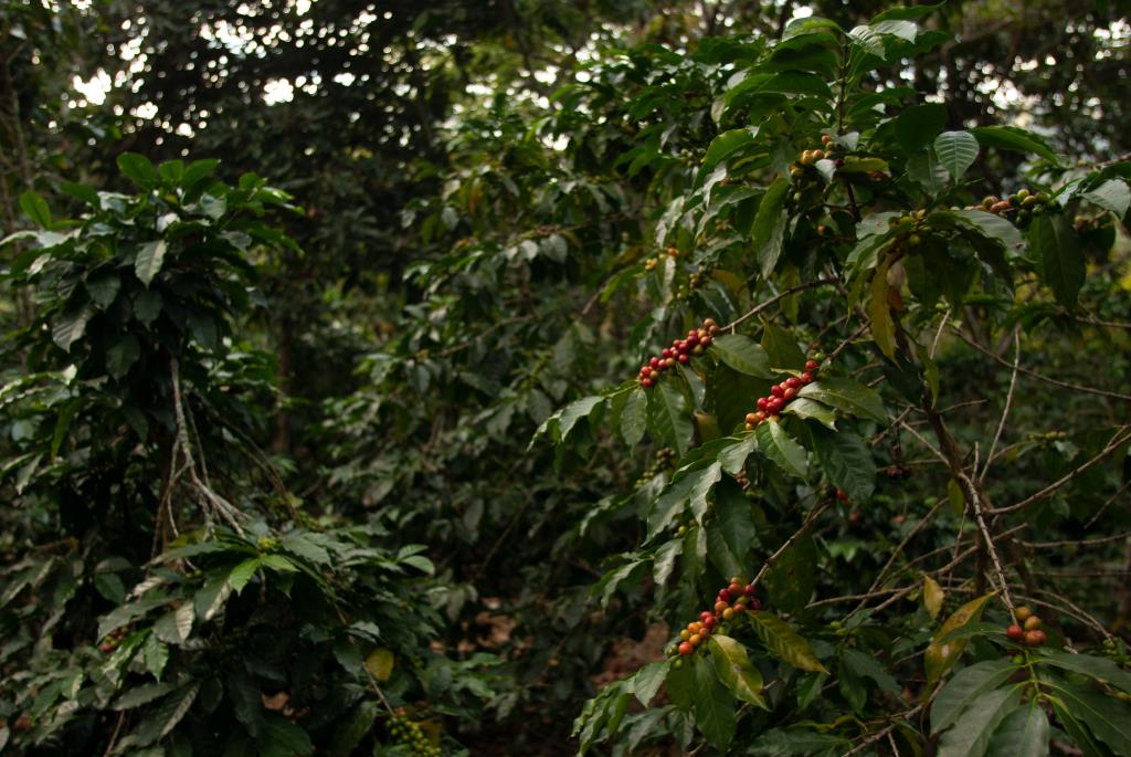 Limeira recebe encontro sobre potencial da cafeicultura na região