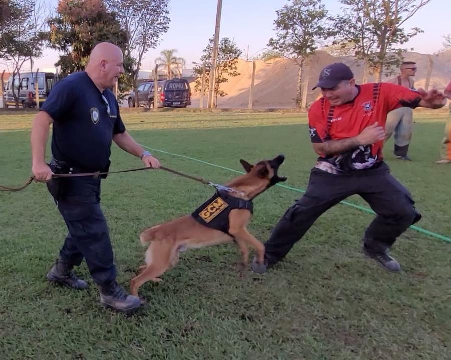 Cão Bono do Canil da GCM participa de curso em cidade de MG