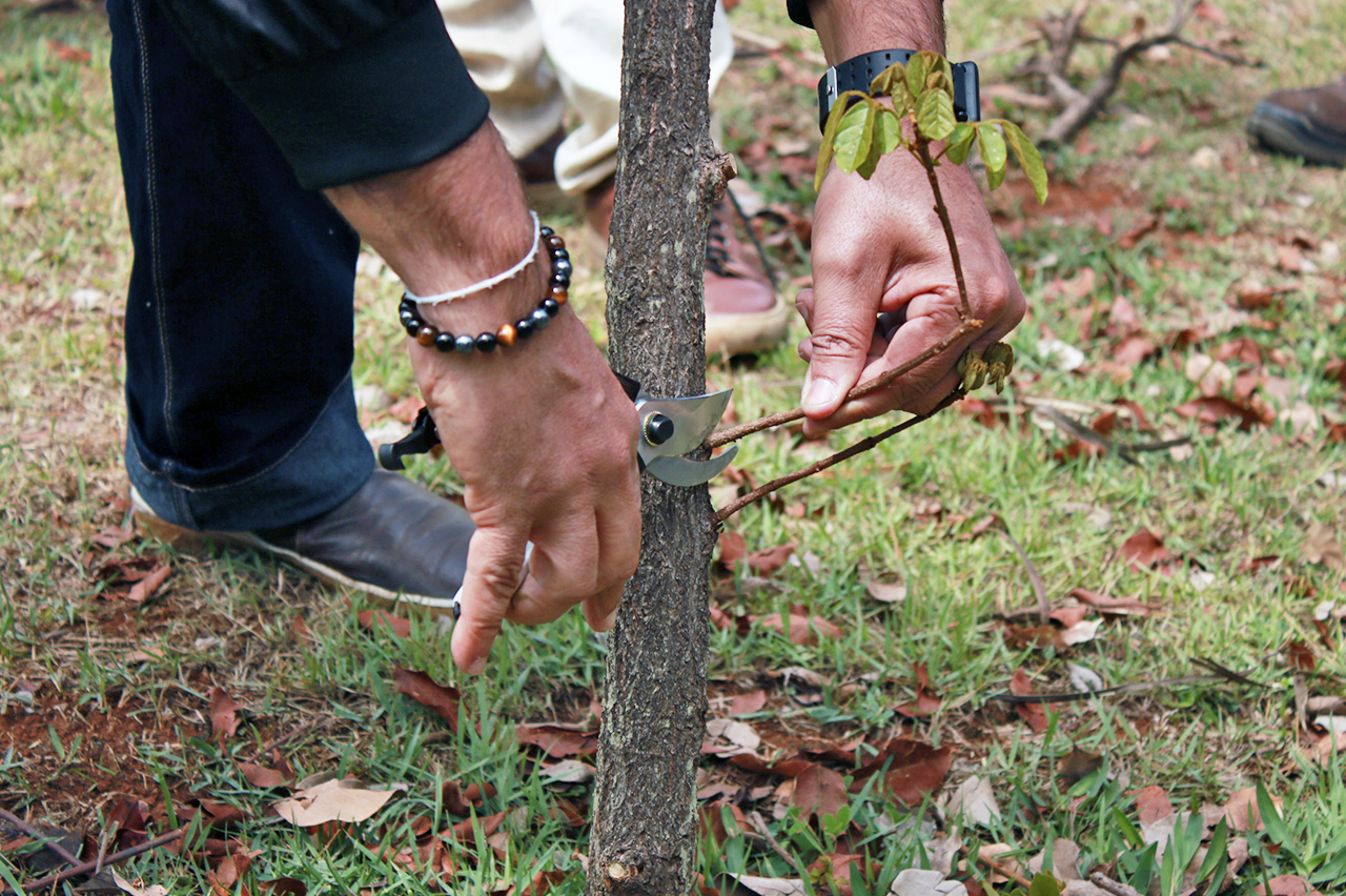 Prefeitura realiza curso para podadores; inscrições abrem na segunda (13)