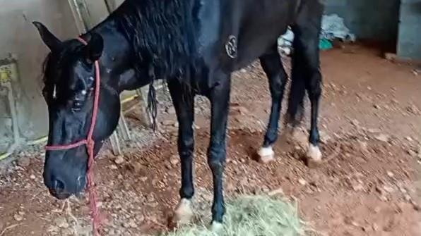 Cavalo resgatado pela Secretaria de Proteção Animal apresenta melhora em Limeira