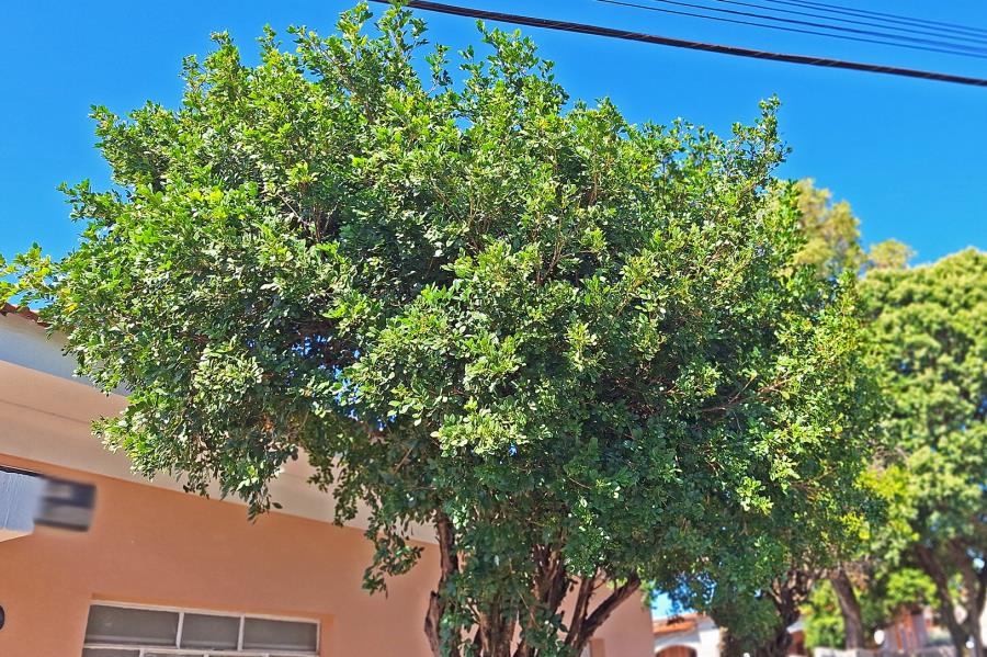 Estado recomenda que população substitua murtas por espécies nativas; entenda