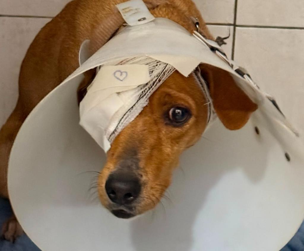 Secretaria de Proteção Animal resgata cadela com grave lesão ocular em Limeira