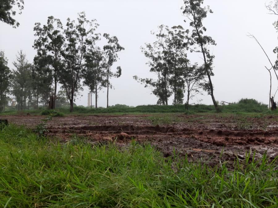 Prefeitura irá plantar eucaliptos para construção e restauração de pontes em áreas rurais