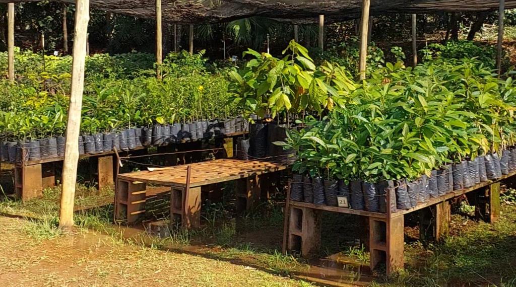 Viveiro Municipal funciona em novo endereço a partir desta segunda (15), em Limeira