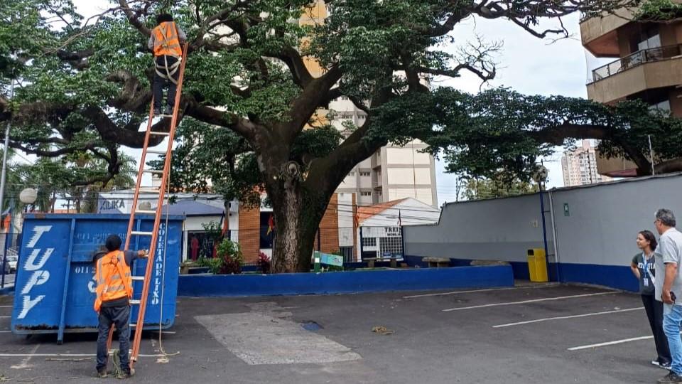 Jatobá centenário do Largo José Bonifácio, em Limeira, recebe poda técnica