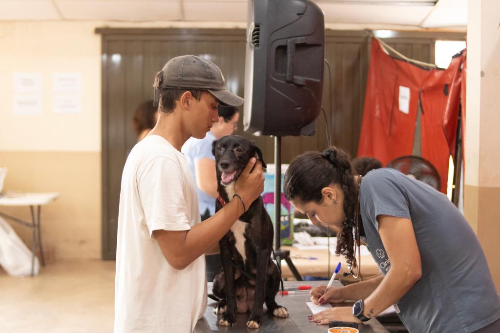 Agendamento presencial para mutirão de castração em Limeira acontece nesta quarta (18)