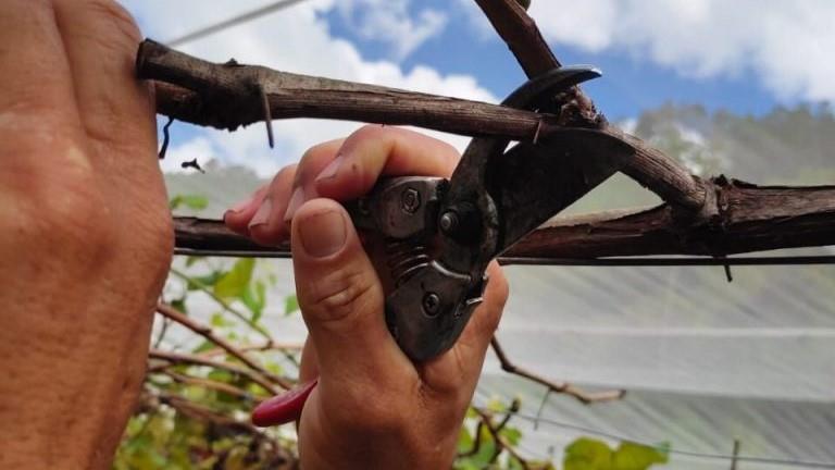 Limeira oferece curso gratuito de fruticultura com foco em técnicas de poda para produtores rurais