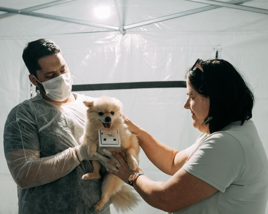 Mais de 300 animais são castrados neste fim de semana