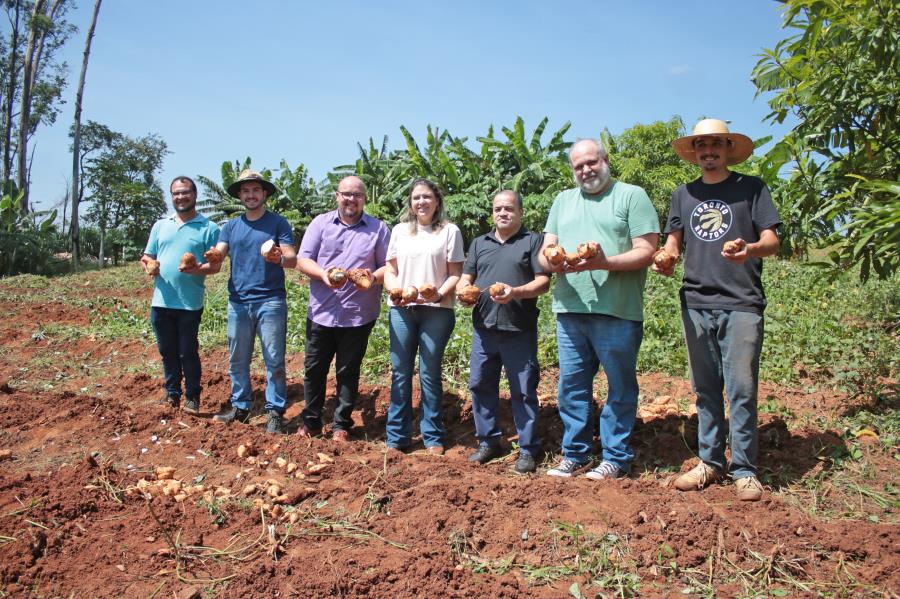 Reeducandos colhem 1,2 tonelada de batata-doce; produção segue para Banco de Alimentos do Fundo Social