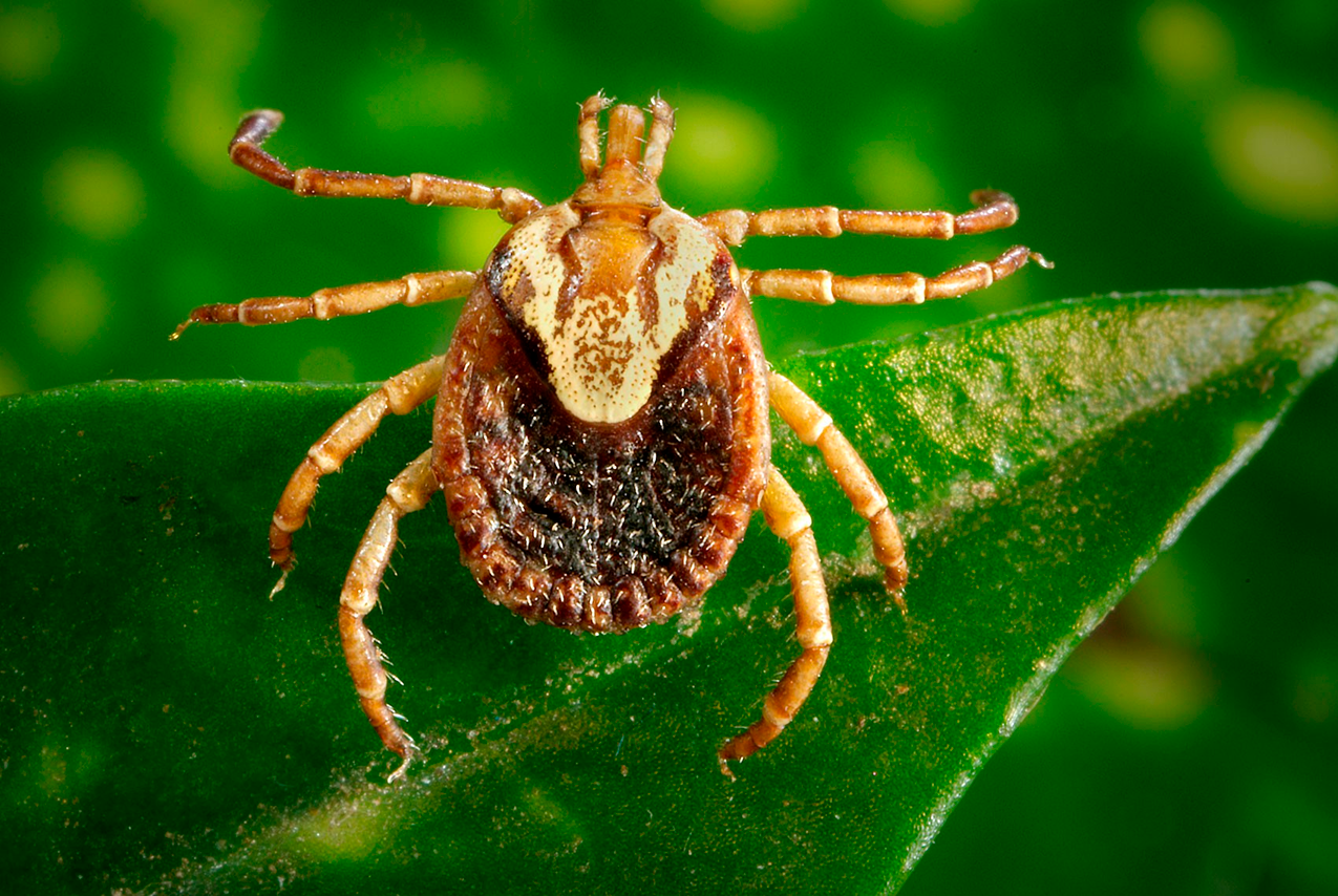 Saiba como se proteger da febre maculosa, doença transmitida pelo carrapato-estrela