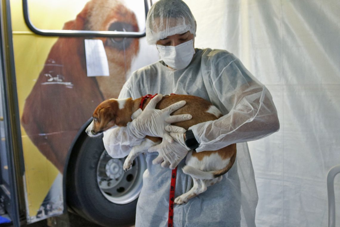 Prefeitura castra 290 animais neste fim de semana