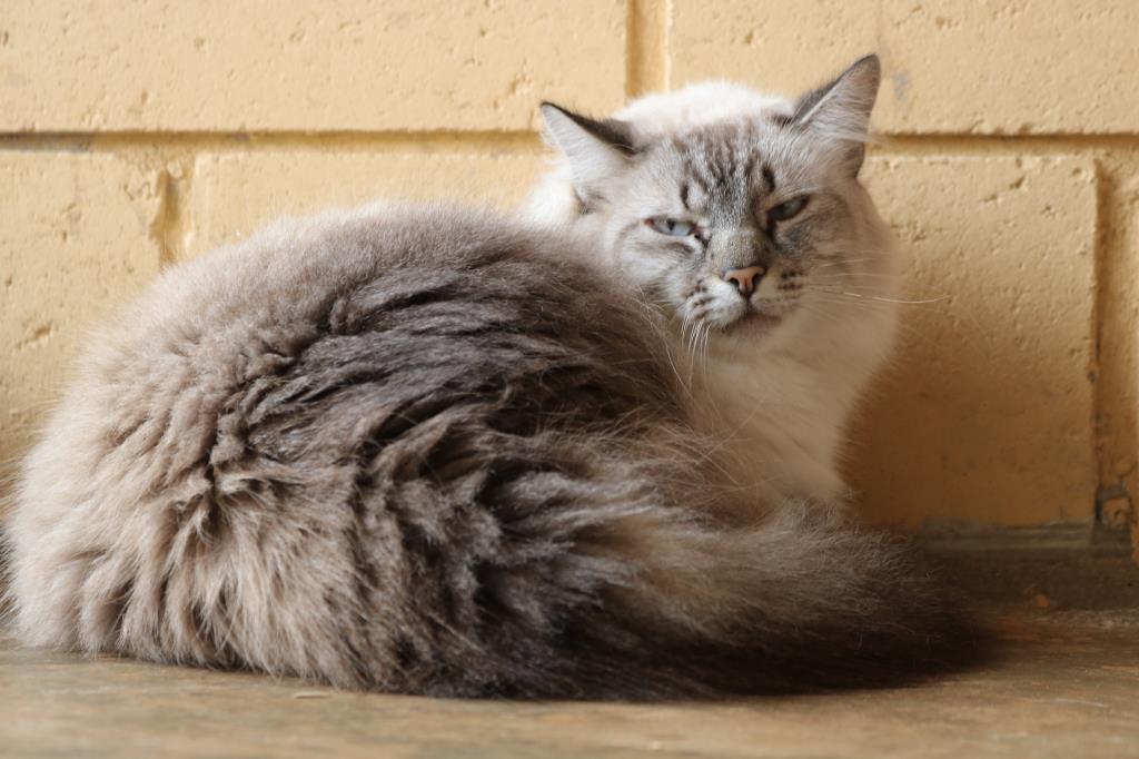 Prefeitura promove evento de adoção responsável de animais neste sábado (25)
