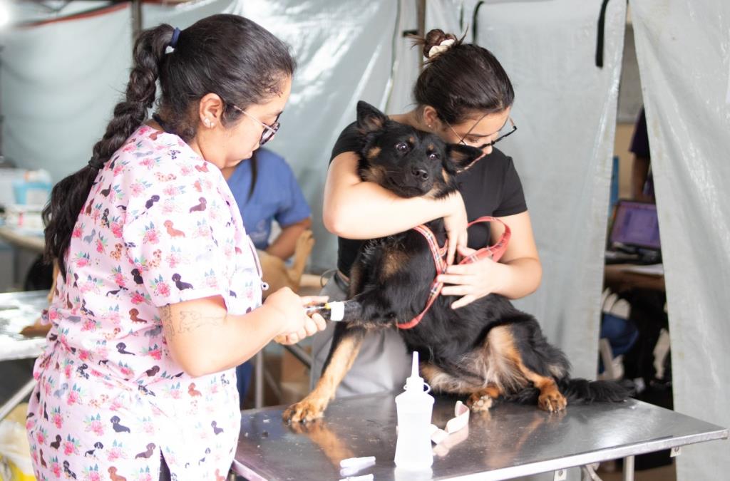 Mais de 200 animais são atendidos pelo Castra + Limeira neste fim de semana