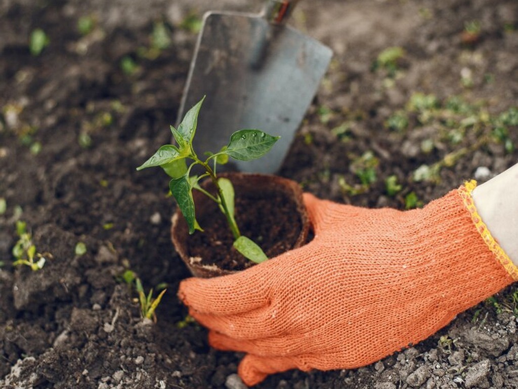 Ceprosom abre inscrições para curso gratuito de Jardineiro
