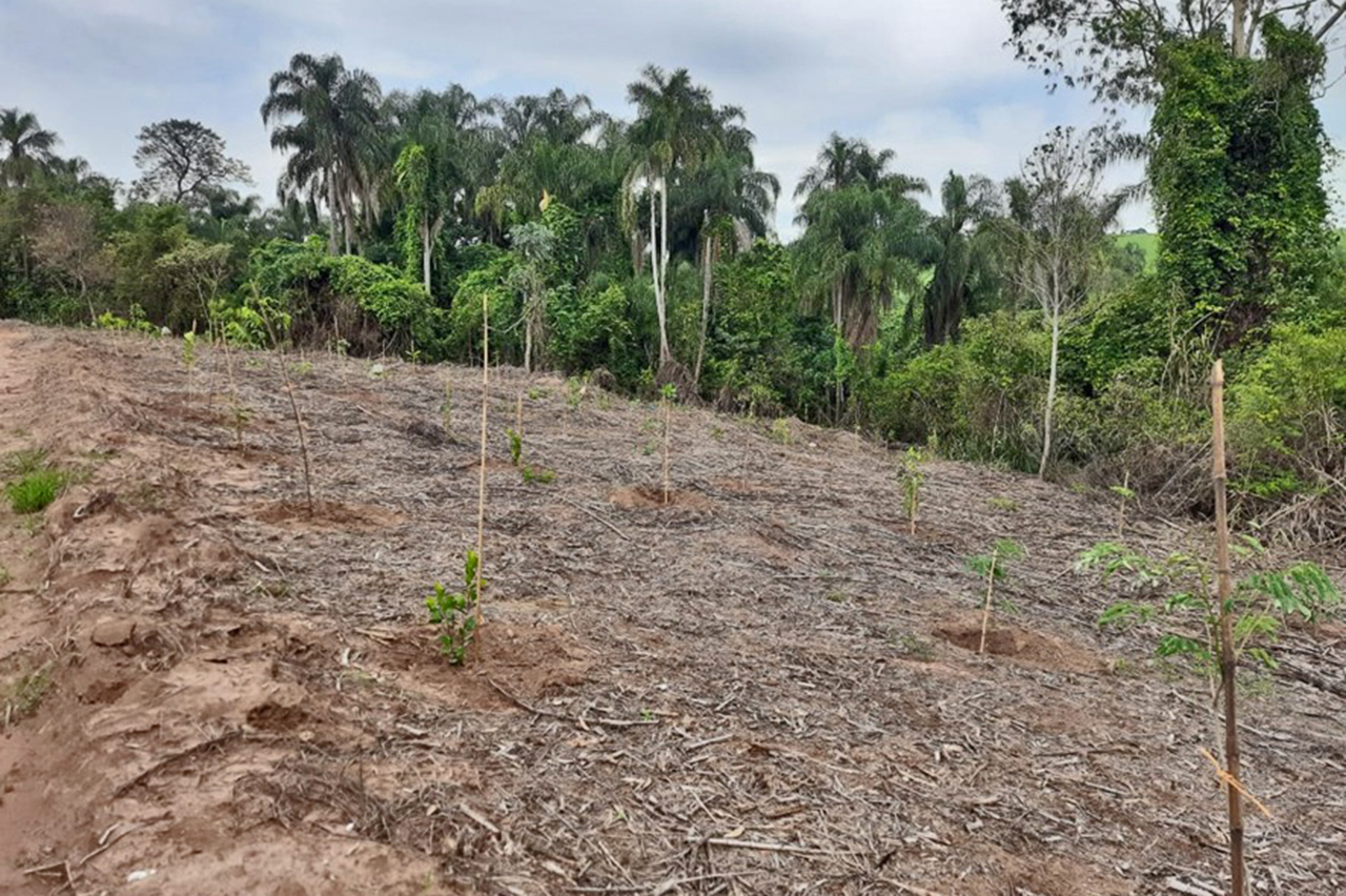 Programa ambiental faz plantio de 190 mudas nativas no bairro Água Espraiada