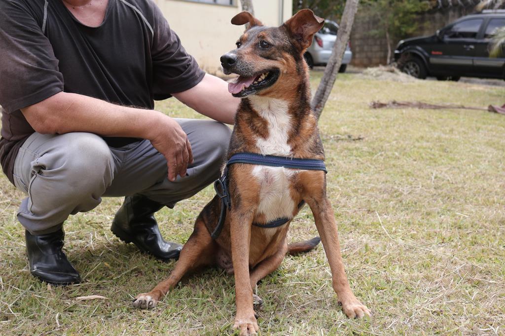 Prefeitura promove evento de adoção responsável de animais neste sábado (29)