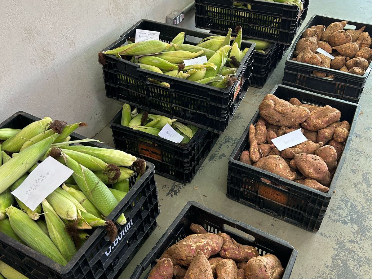 Banco de Alimentos recebe doação de mais de 1 tonelada de milho verde e batata-doce do Centro de Ressocialização