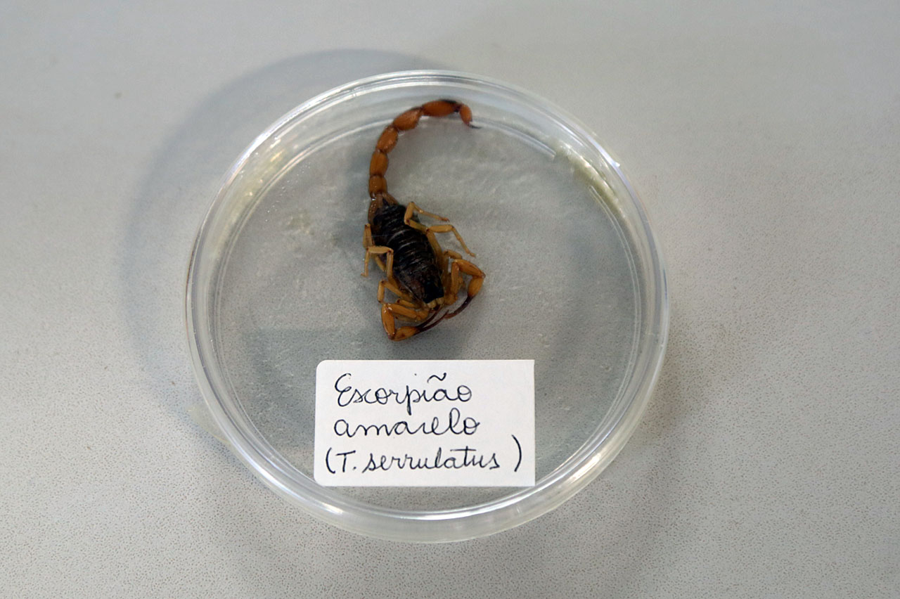 Zoonoses orienta população sobre cuidados para evitar escorpiões