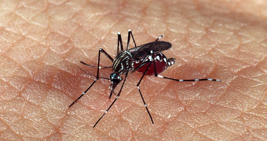 Limeira confirma primeira morte por dengue em 2025 e reforça alerta à população