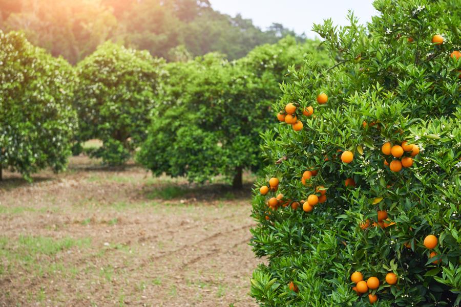 Limeira será representada na maior feira citrícola da América Latina