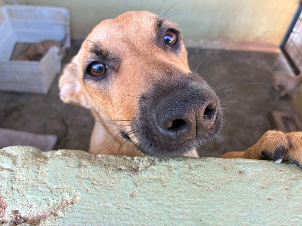 Prefeitura abre portas do Departamento de bem-estar animal em Limeira