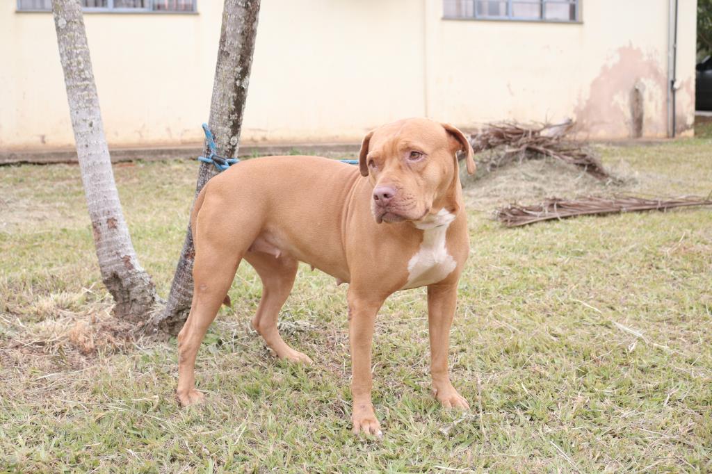 Parque Cidade terá evento de adoção de animais neste sábado (31)